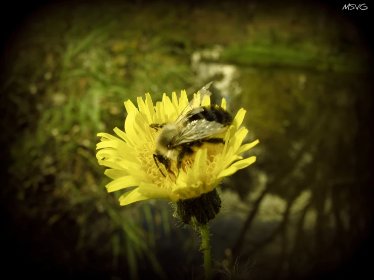 a bee on top of yellow flower in field