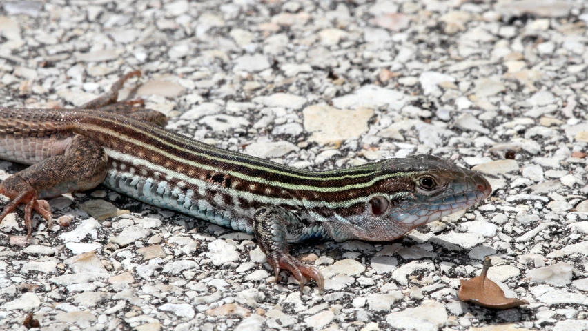 small lizard sitting on a rocky ground looking forward