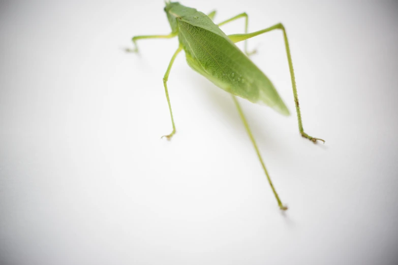 a grasshopper bug looking to the left on white background