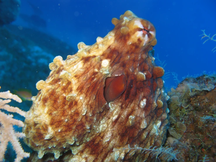 an orange and yellow sea anemone sitting on a coral