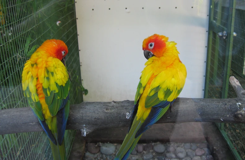 two parrots that are sitting on some nches