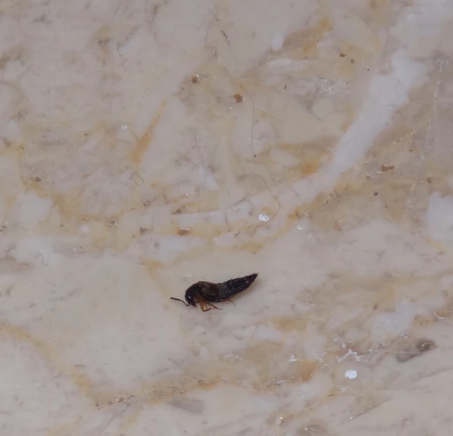 a couple of bugs are sitting on some marble