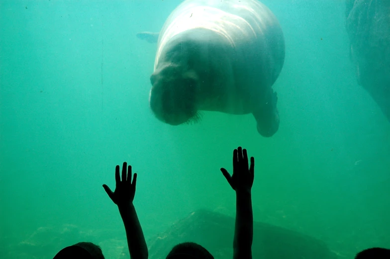 several people hold their hands under the water while one animal looks at them