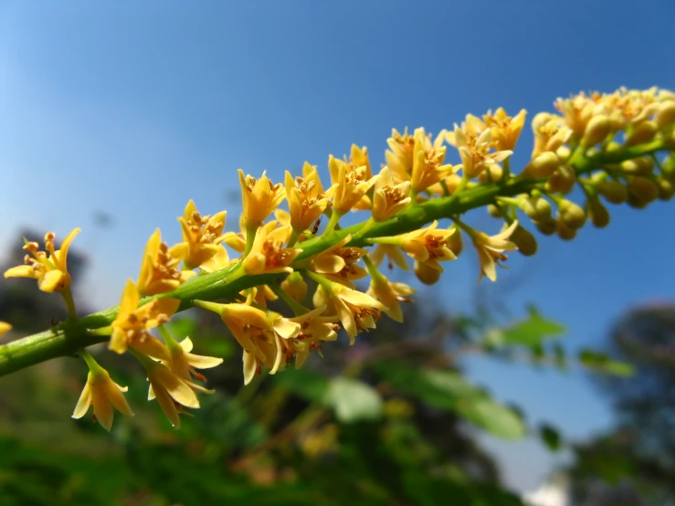 this is a close up view of the blooms on a tree