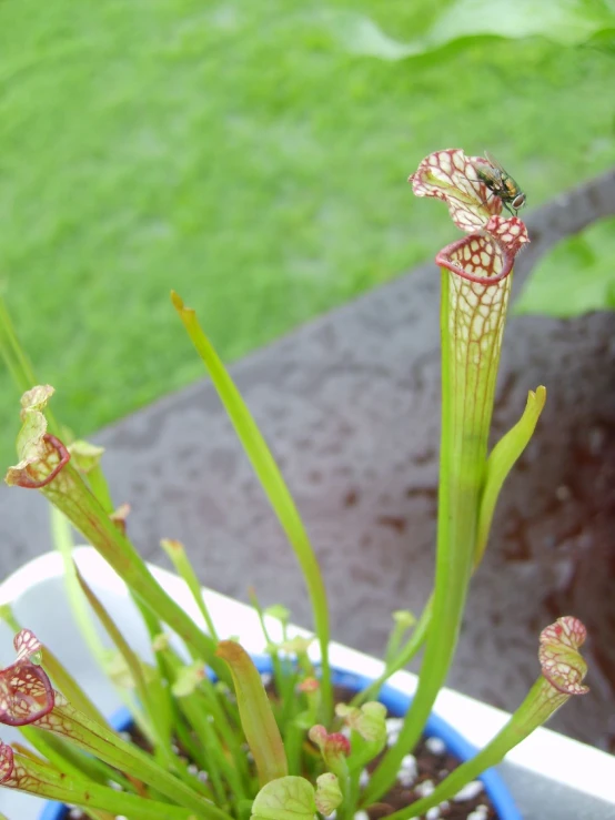 the flowers on a carnation are showing red and white