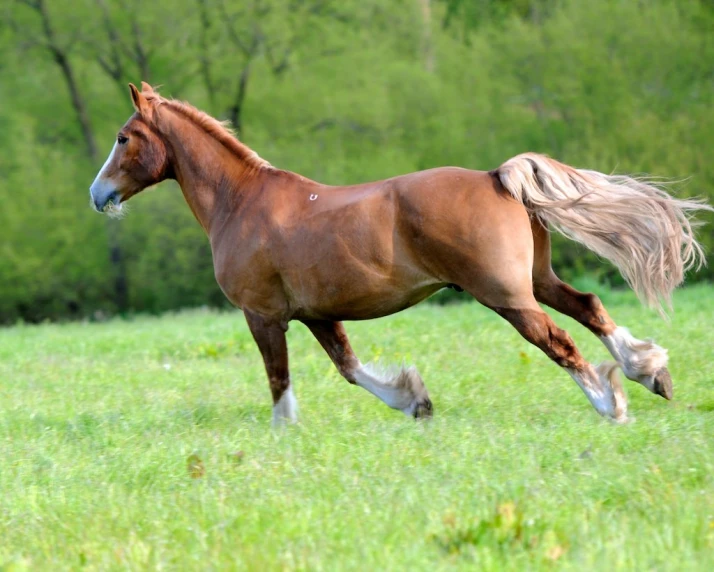 a horse runs across an open field