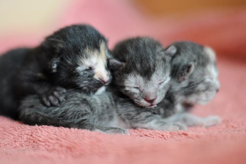 three small kittens cuddle together on a blanket