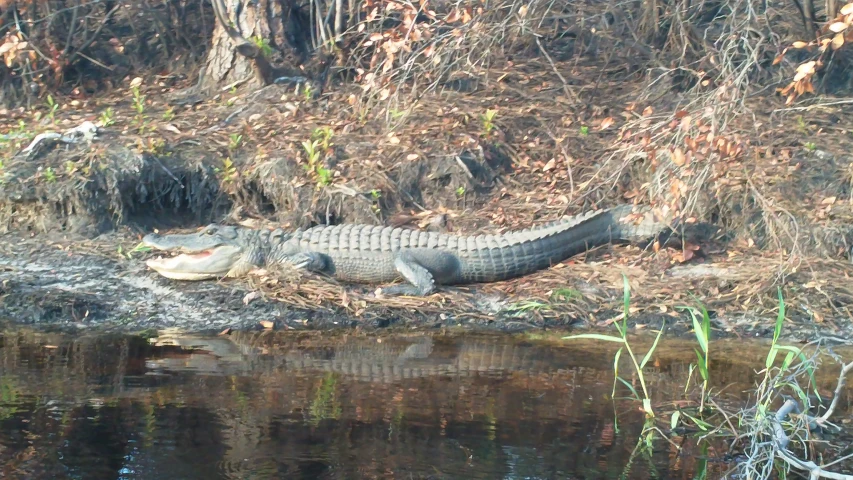 a large alligator rests near a pond in the sun