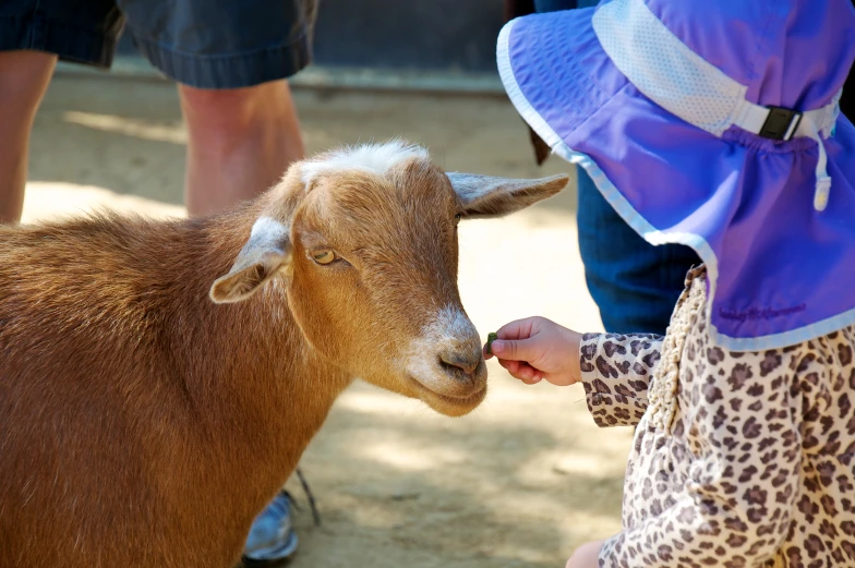 an animal smelling a small girl's nose while wearing a hat