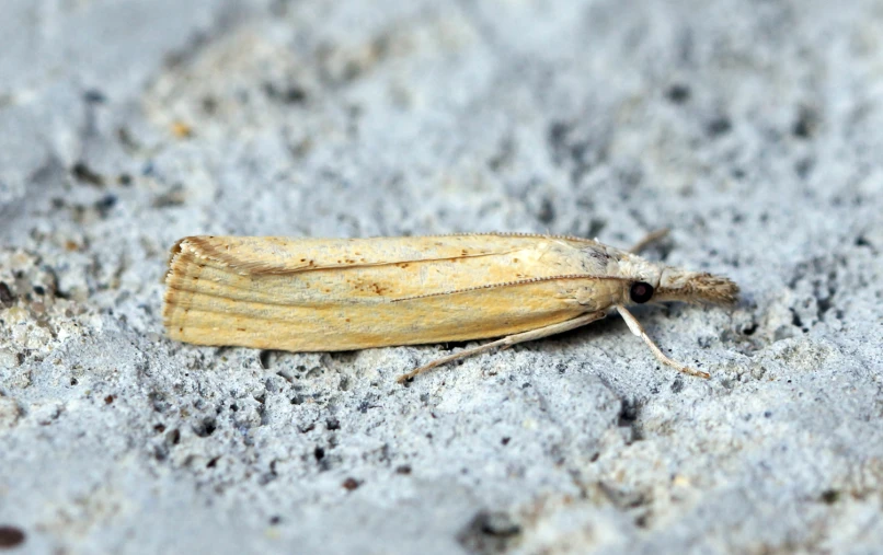 a small bug with tiny bumps on its back legs