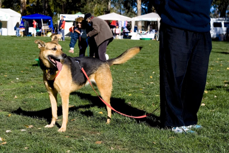 a dog standing next to it's owner at a park