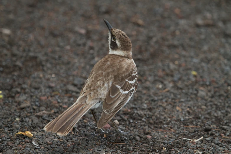 a bird sitting on top of a pile of dirt