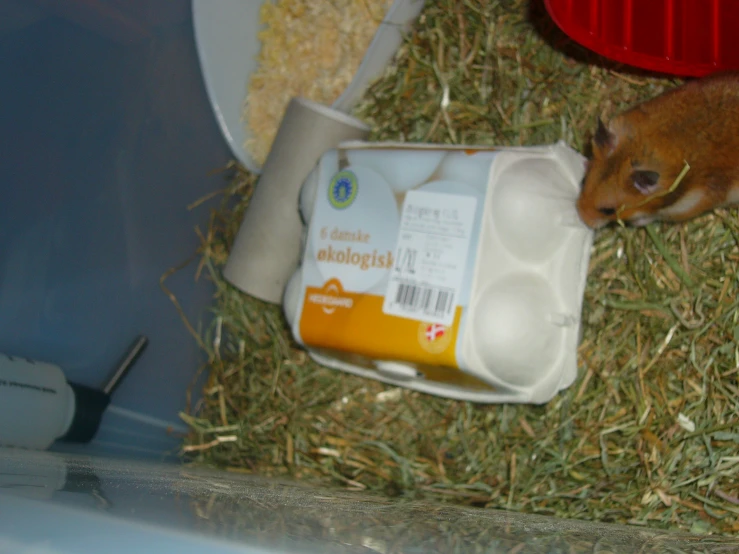 an orange and white animal in hay, drinking from milk box