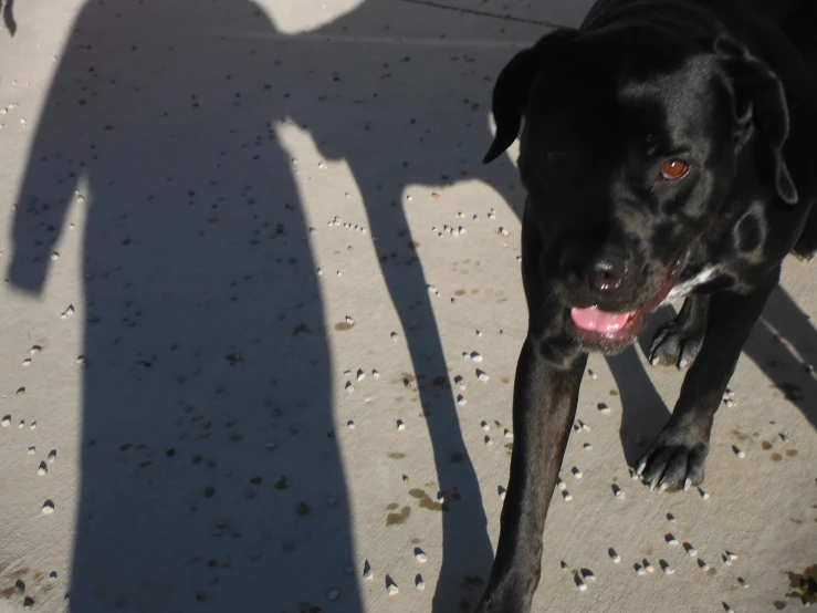 a black dog standing next to a shadow of someone