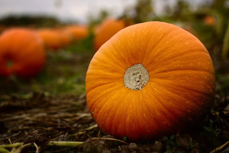 a close up view of a pumpkin