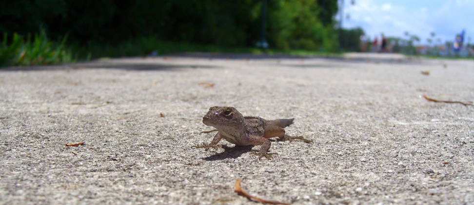 there is a small animal that is walking in the road