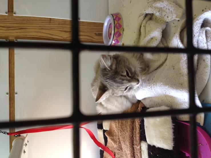 a cat sleeping on top of a white towel on top of a bed