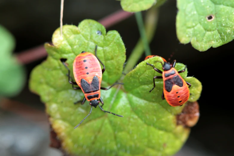 two lady bug crawling on a green leaf