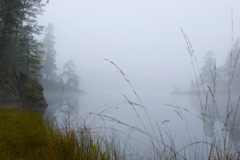 some fog and some trees in the water