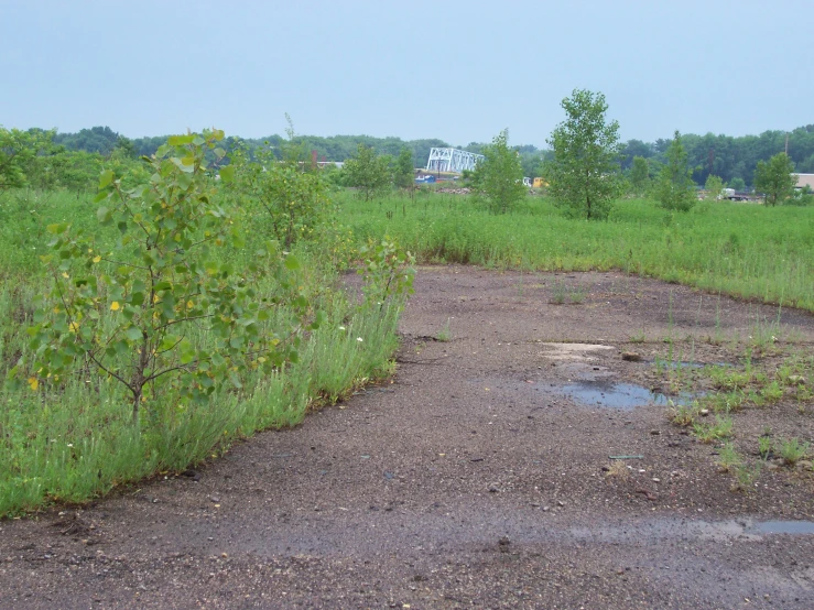 a green grassy field and a dirt path with dles