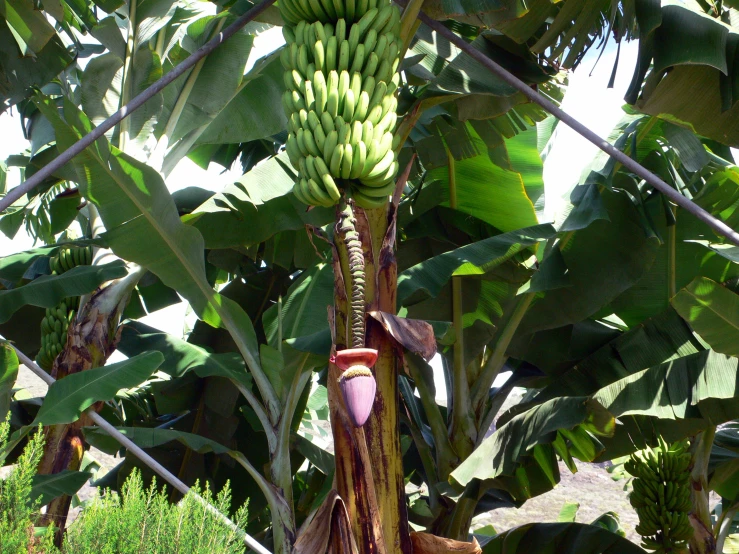 bananas on a tree that is full of green