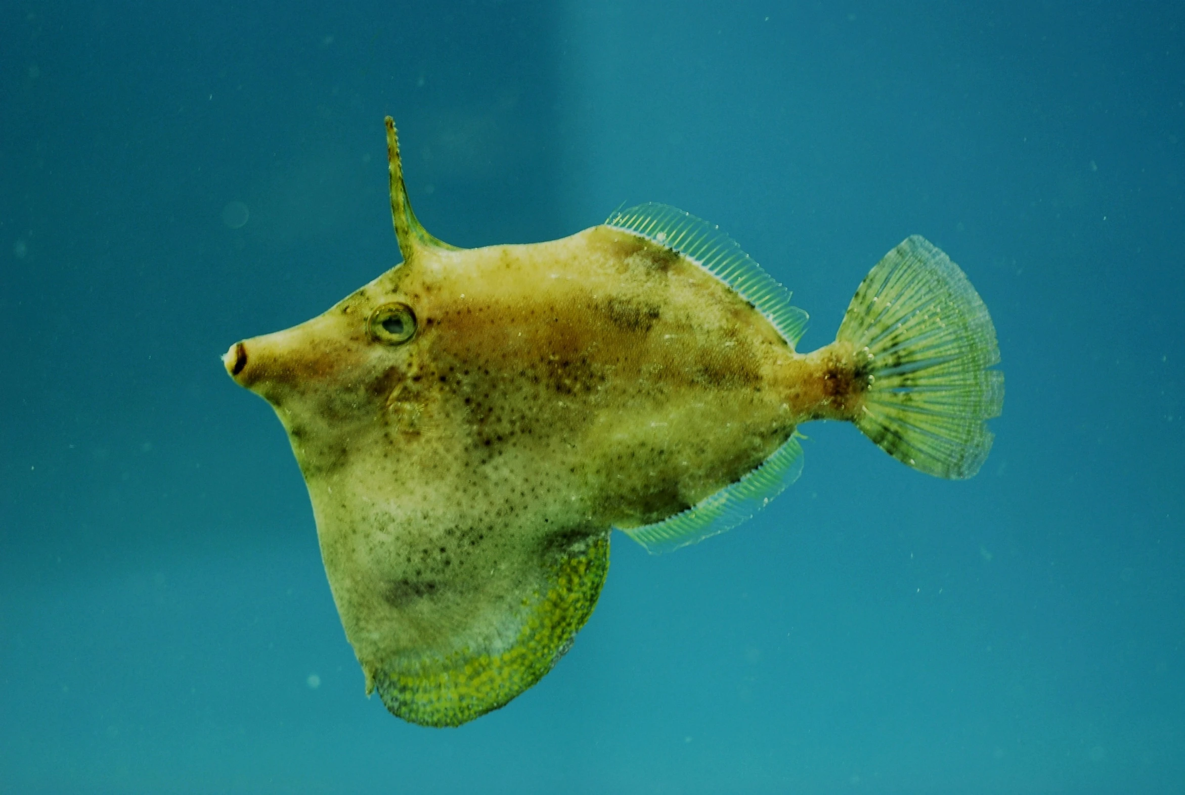 a yellow and brown fish is floating in the water