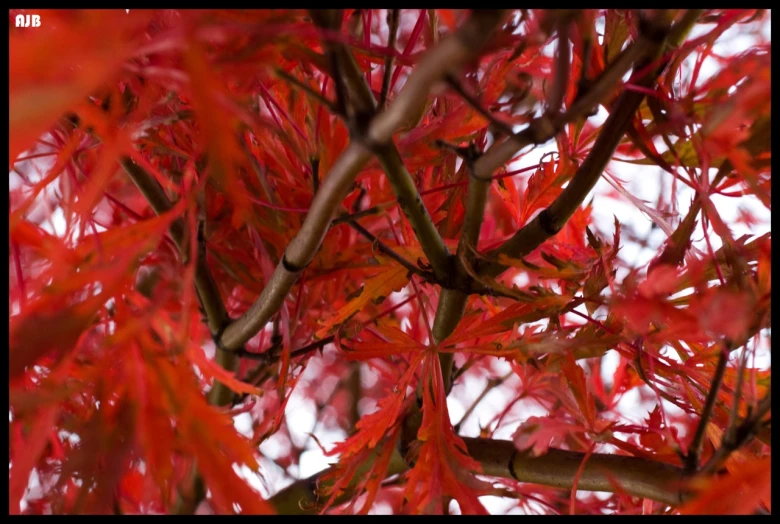 a view of leaves that are red and orange