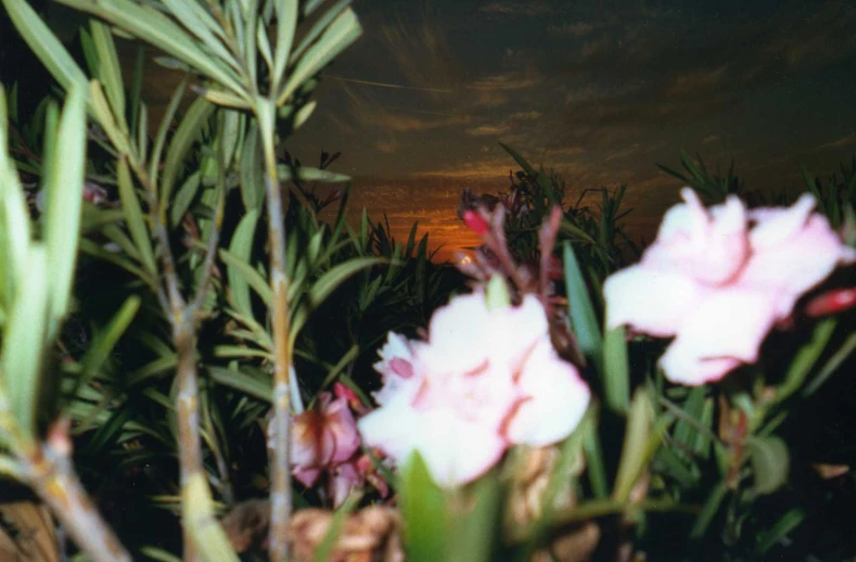 several flowers and foliage near a cliff under a cloudy sky