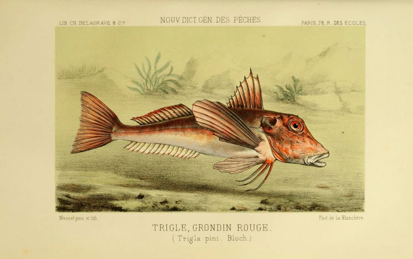 a painting of a red fish, from the collection of birds and their prey