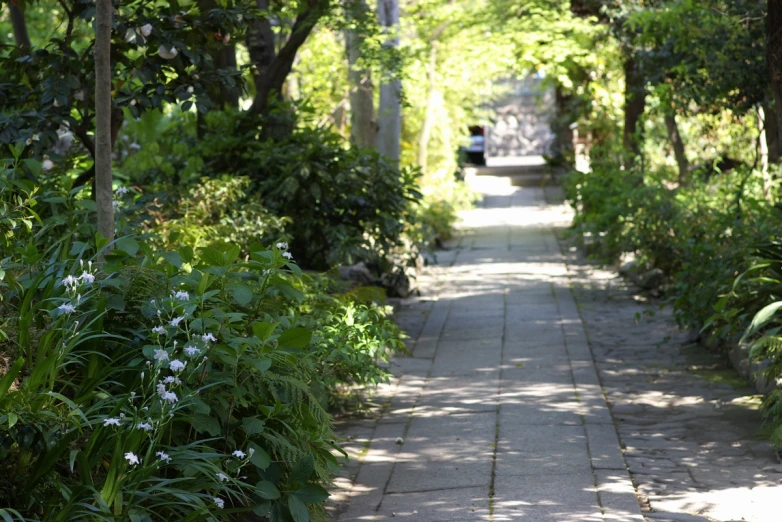 a paved walkway with green trees and shrubs