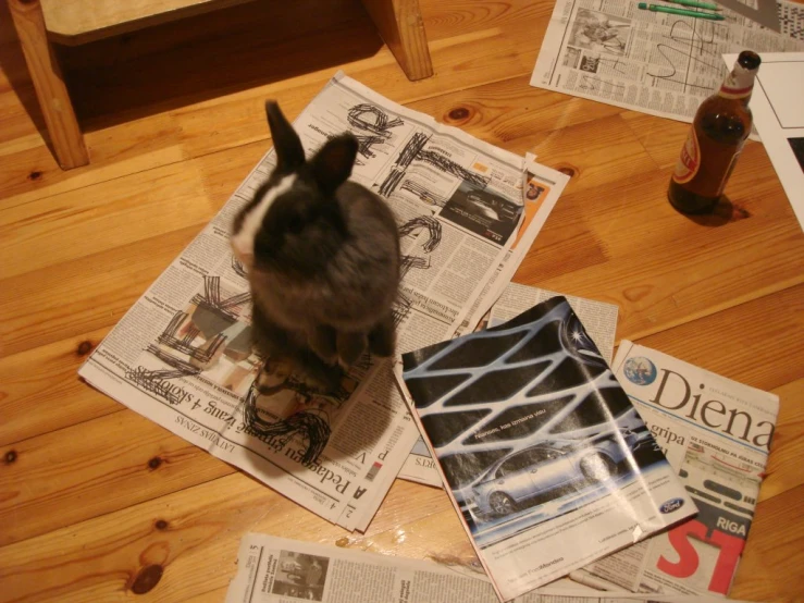 the little rabbit is sitting on newspaper near a bottle