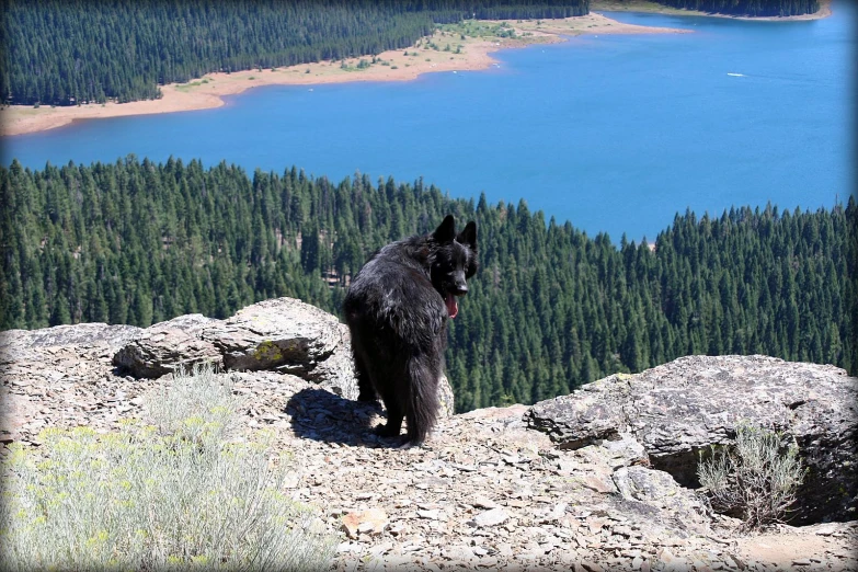 a black dog is standing on the edge of a hill