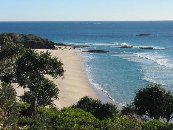 a beach with a long line of trees and water