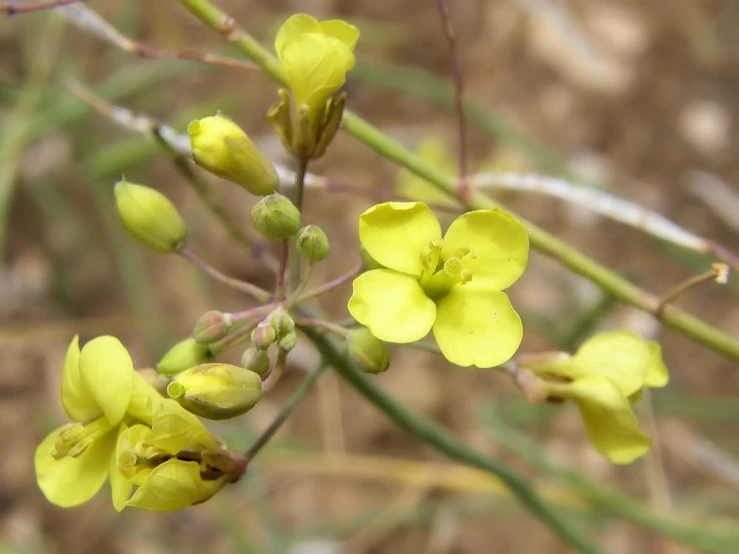 yellow flowers are growing on the plant