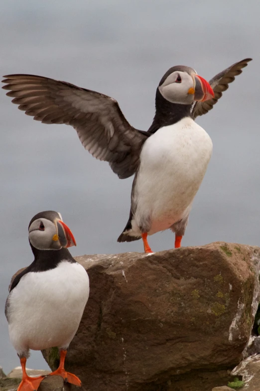 two birds standing on top of a rock together