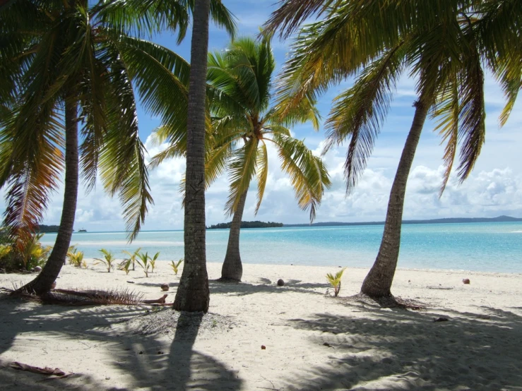 a couple of palm trees standing in the sand