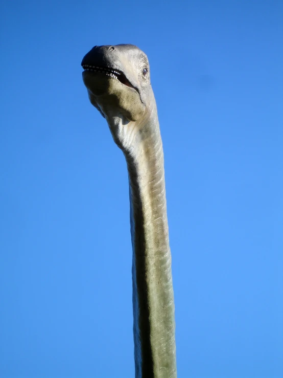 an ostrich looks straight up as the sky is clear