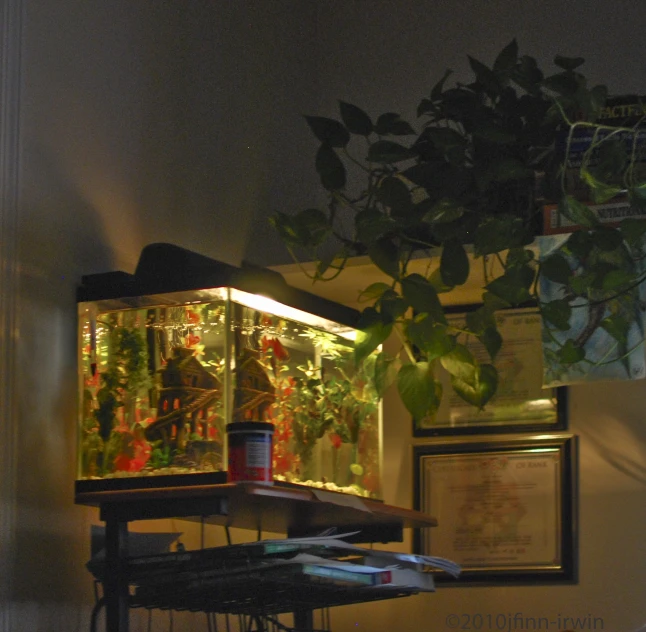 the indoor aquarium with plants in the background