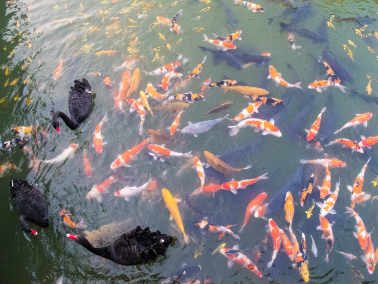 a pond full of lots of fish in it