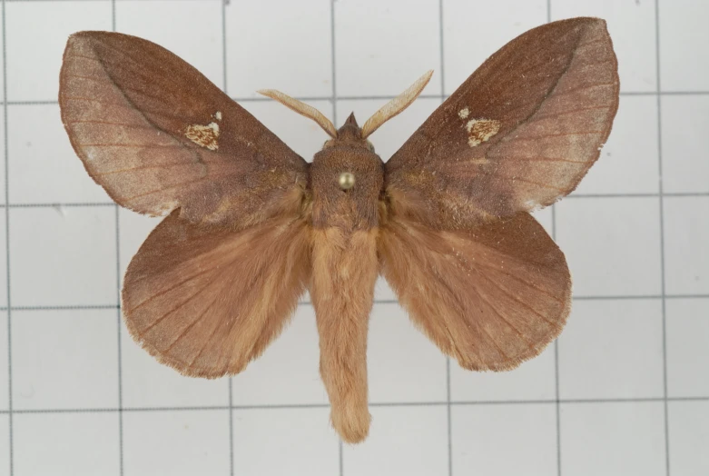 brown moth sitting on tiled wall in room