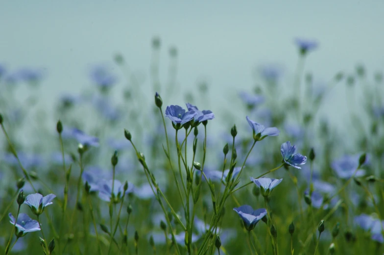 there are blue flowers that are blooming in the field