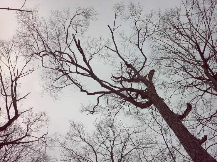 a group of bare tree nches reaching toward the sky