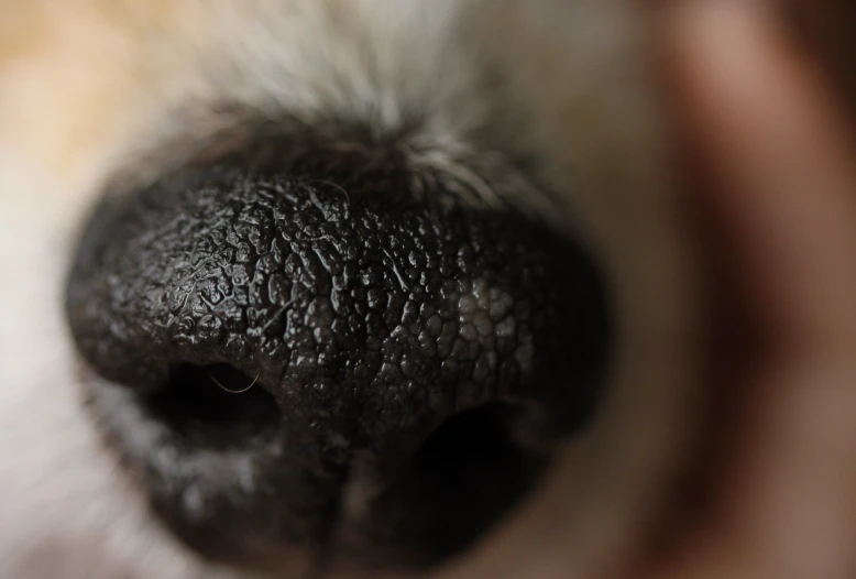 the nose and nose of a dog with mud on its nose