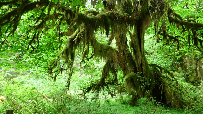 mossy trees covered in green vegetation on the ground