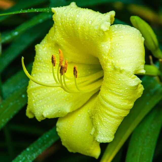 a closeup of yellow flowers with green leaves