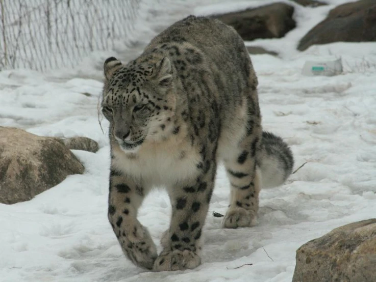 a large snow leopard walking in the snow