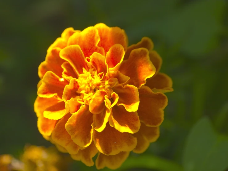 an orange and yellow flower in the garden