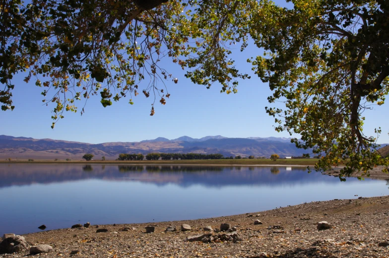 tree limbs over looking a calm lake with mountains in the distance