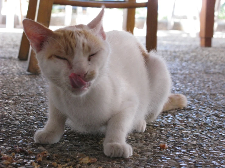 a cat is yawning while laying on the ground