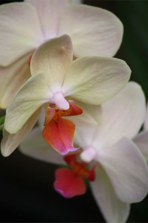 three beautiful, white flowers are one big and two small